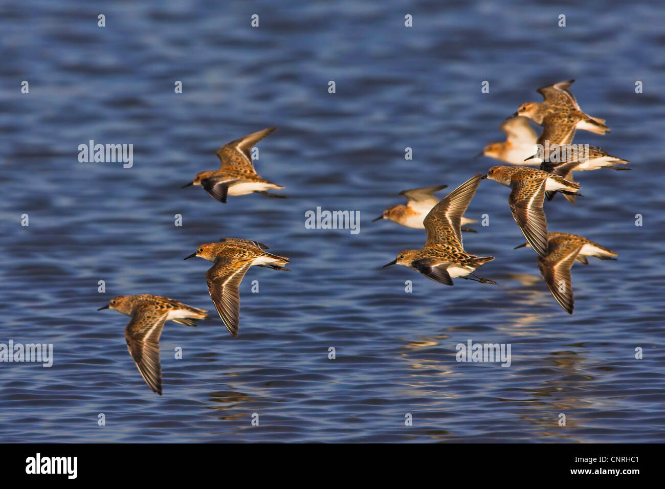 Little stint (Calidris minuta), flying gregge, Europa Foto Stock