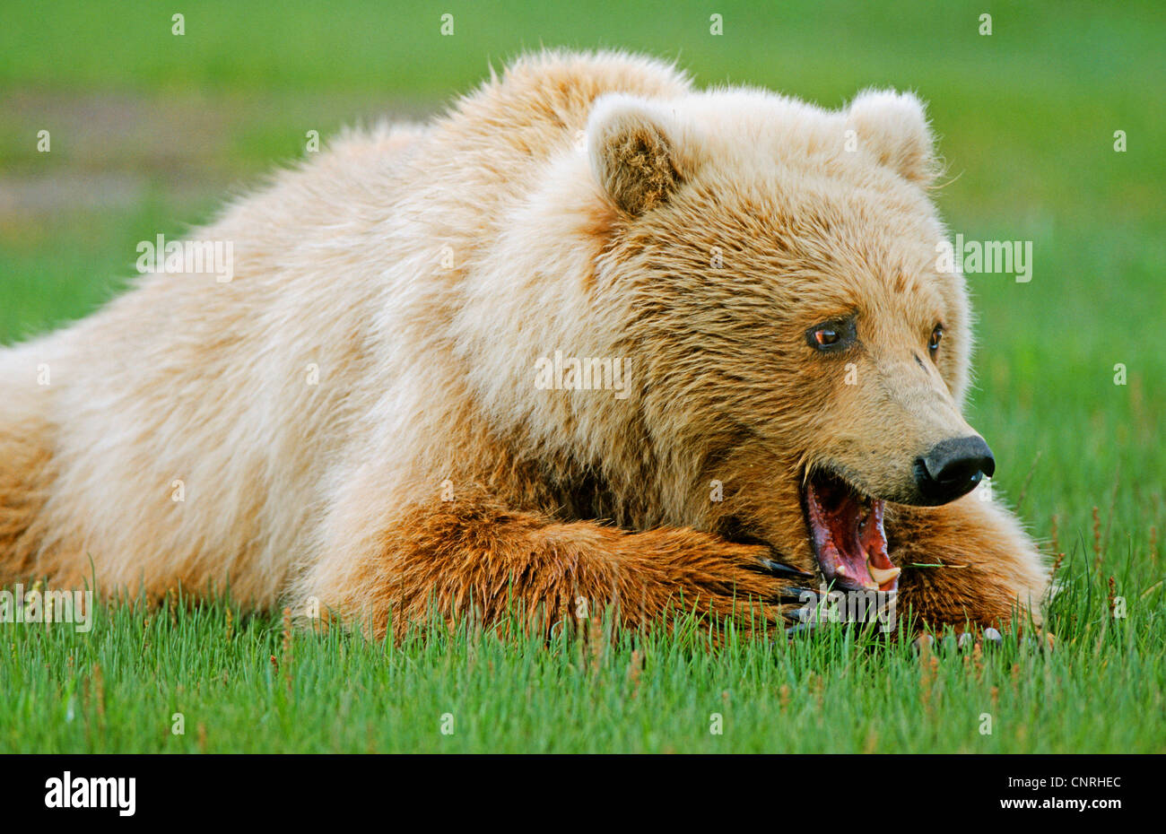 Orso bruno Orso grizzly (Ursus arctos horribilis), Lys su un prato con la bocca aperta, STATI UNITI D'AMERICA, Alaska Denali Nationalpark Foto Stock