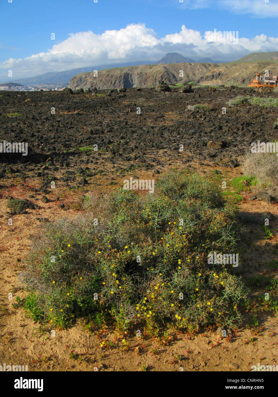 Launaea (Launaea arborescens), arbusti fioriti nel paesaggio vulcanico, Isole Canarie, Tenerife Foto Stock