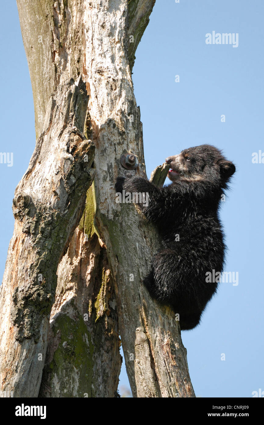 Spectacled bear (Tremarctos ornatus), pup si arrampica sul tronco di albero Foto Stock