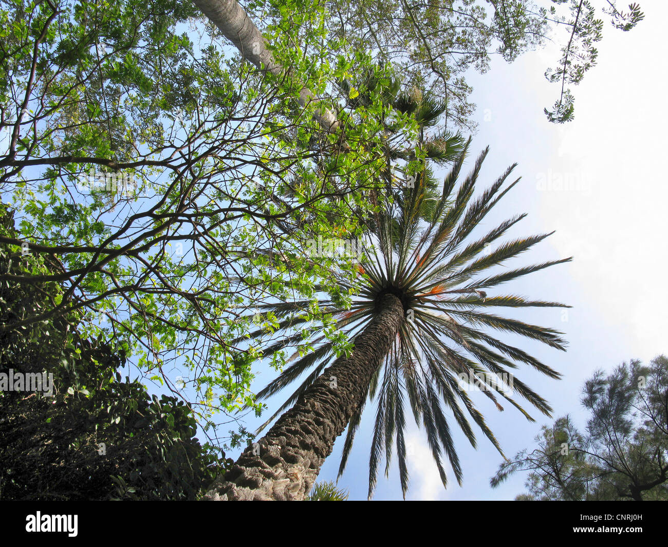 Ventola messicano Palm, messicano Washingtonia (Washingtona robusta), (sinistra) con data Palm, Phoenix dactylifera (destra) Foto Stock