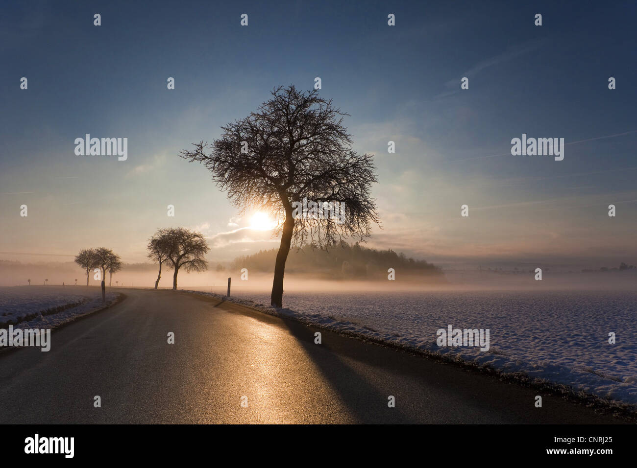 Alba sul paesaggio snovy e la nebbia di mattina, in Germania, in Sassonia, Vogtlaendische Schweiz Foto Stock