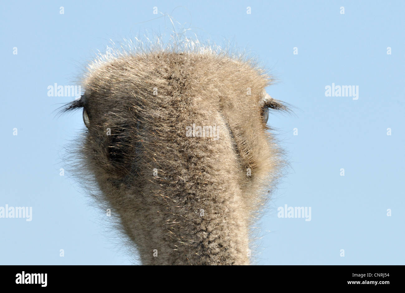 (Struzzo Struthio camelus), vista posteriore della testata Foto Stock