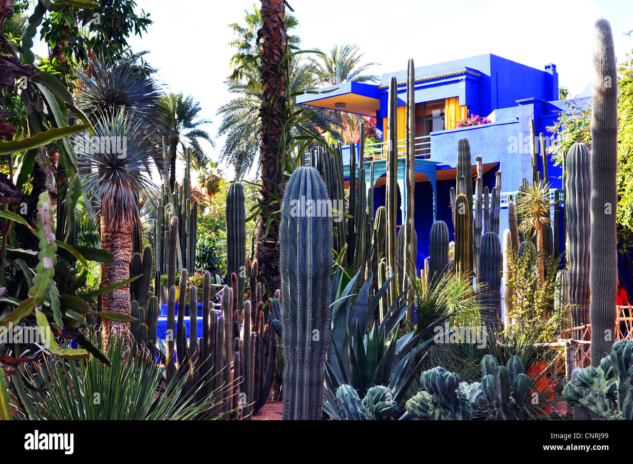 Giardini Marjorelle creato da Yves Saint Laurent, Marrakech marocco Foto Stock