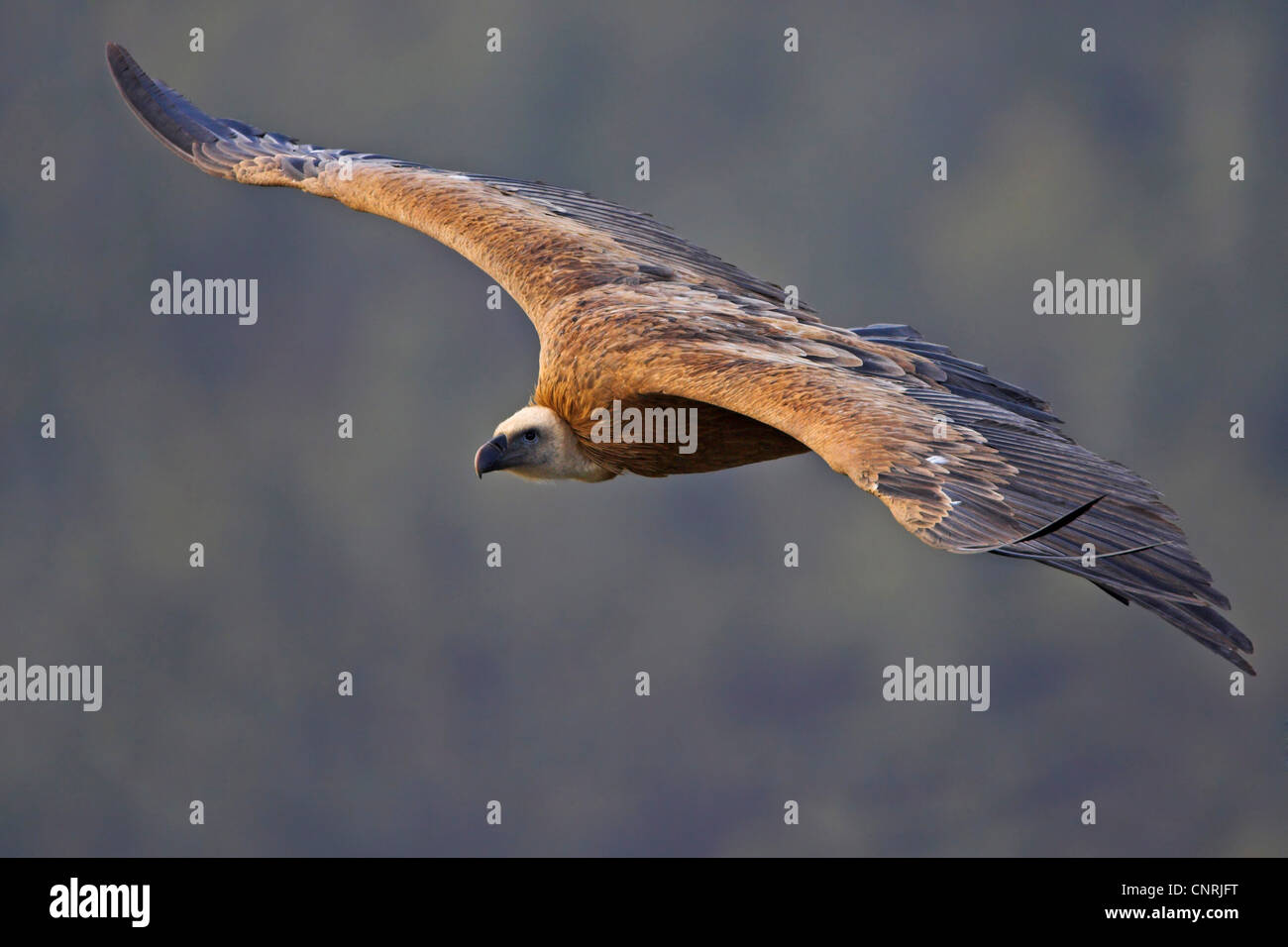 Grifone (Gyps fulvus), volare, Spagna Estremadura Foto Stock