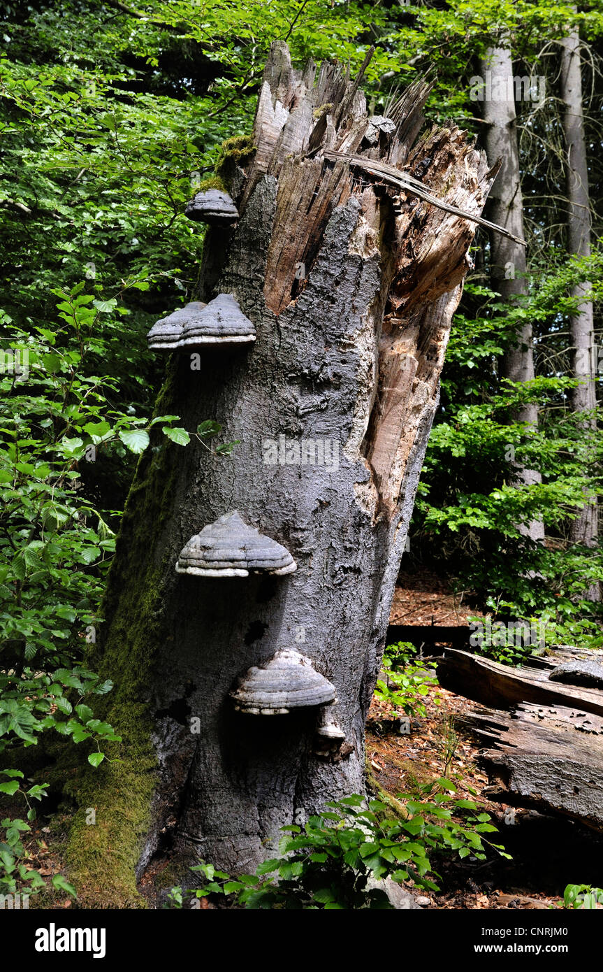 Zoccolo fungo, tinder staffa (Fomes fomentarius), al tronco di faggio Foto Stock