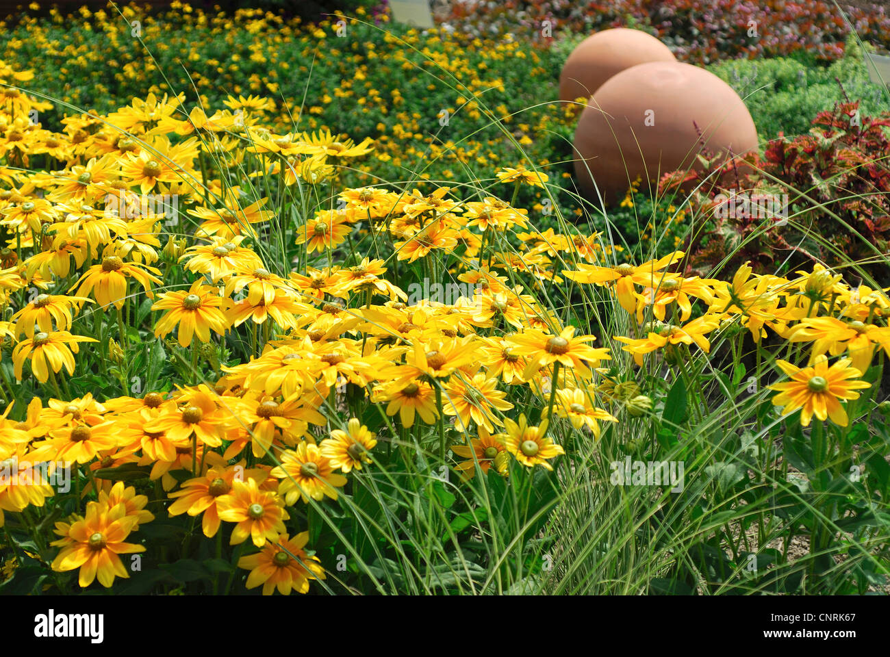 Black-eyed susan, coneflower peloso, giallo daisy (Rudbeckia hirta), cultivar 'Praerie Sun" Foto Stock