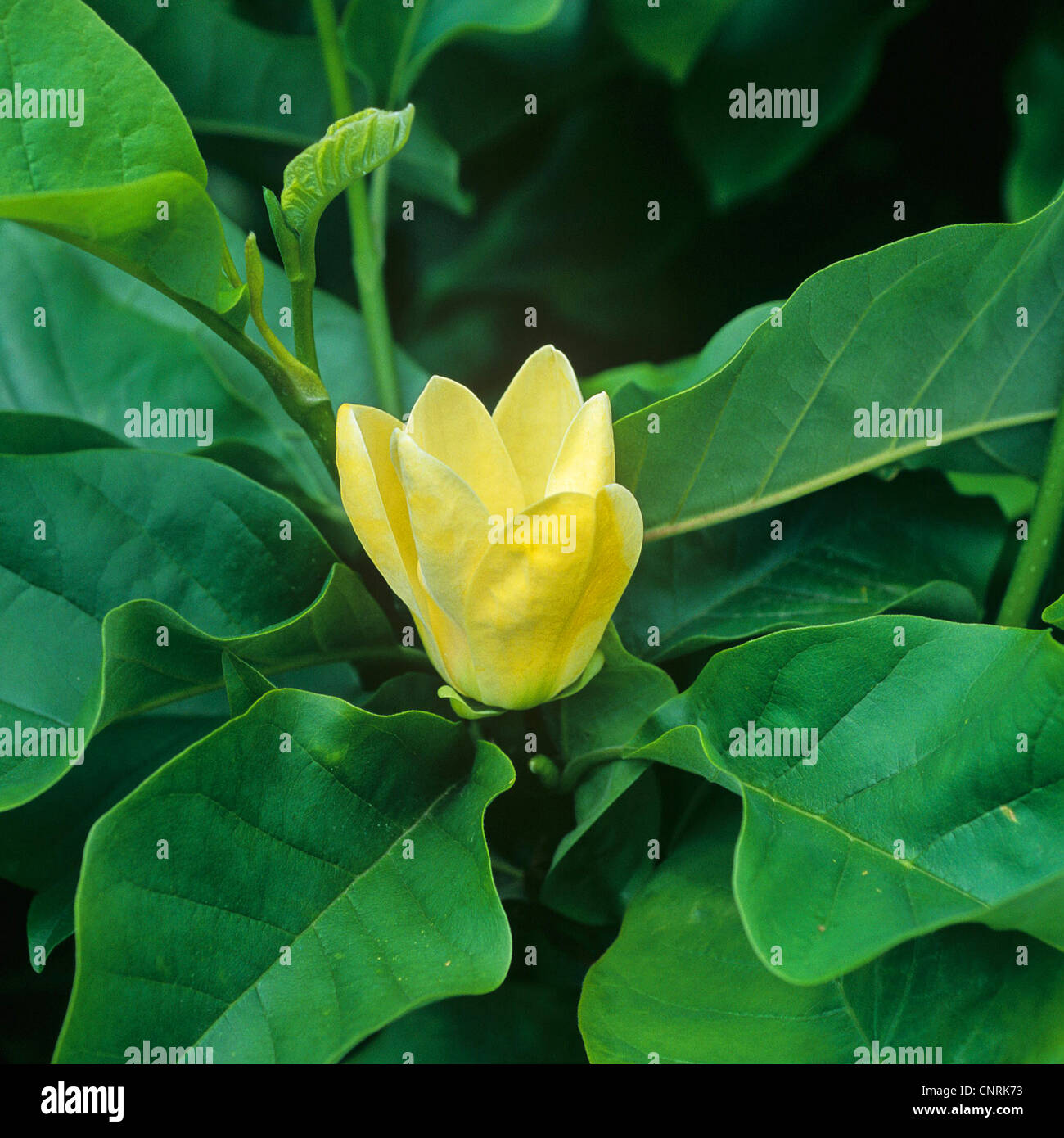 Magnolia (Magnolia brooklynensis), cultivar uccello giallo Foto Stock