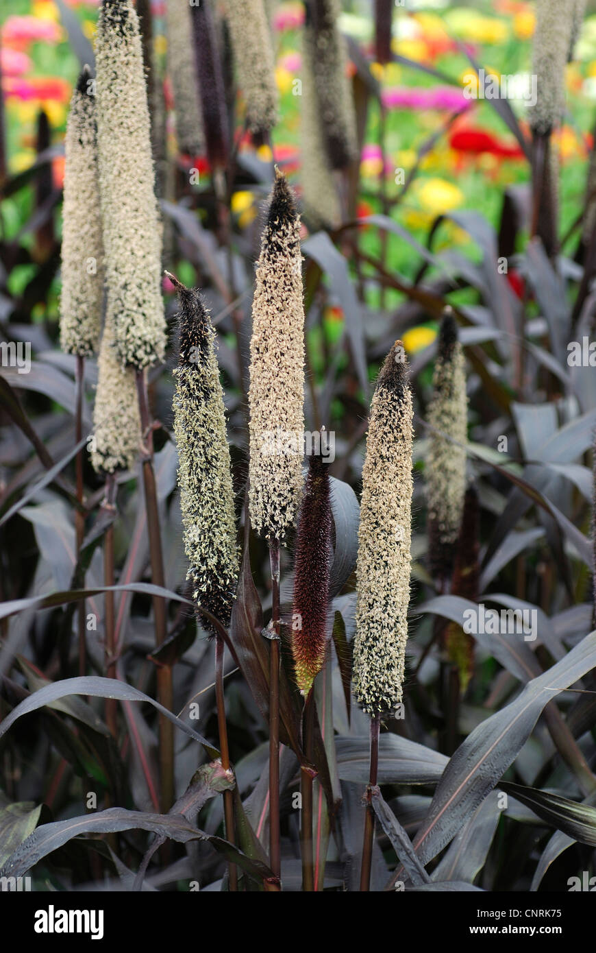 Miglio di perla (glaucum di Pennisetum), cultivar viola Majestic Foto Stock