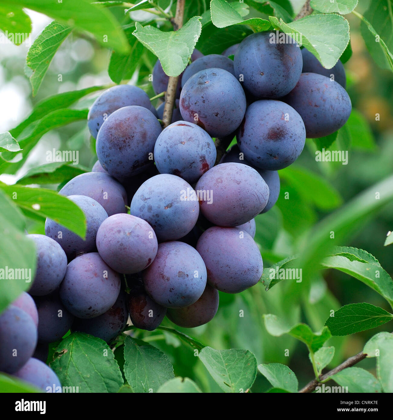 Unione prugna (Prunus domestica), cultivar lo zar Foto Stock