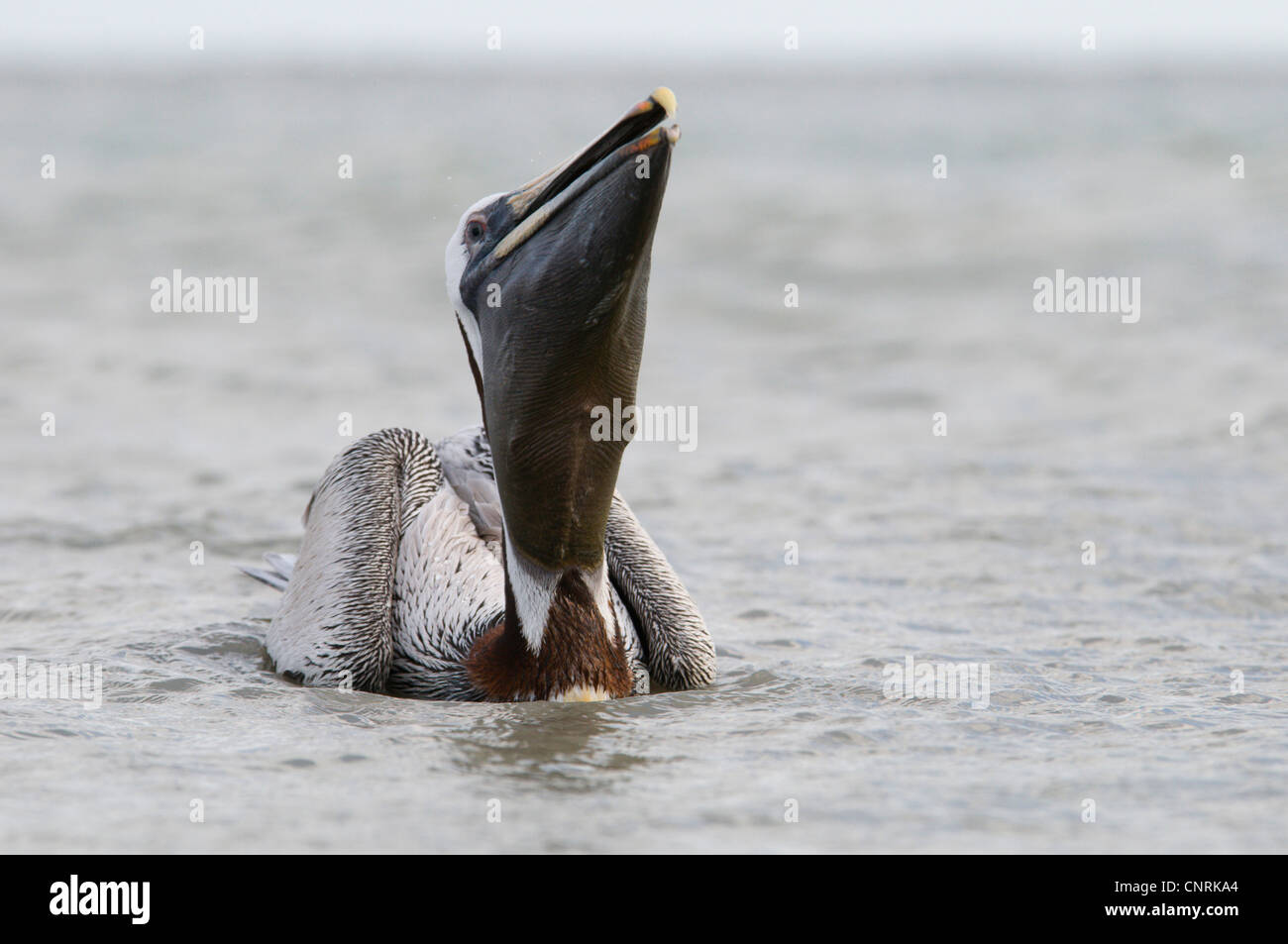 Pellicano marrone (Pelecanus occidentalis), nuoto, sollevando la sua testa di inghiottire il pesce nella sua custodia, STATI UNITI D'AMERICA, Florida, Sanibel Island Foto Stock