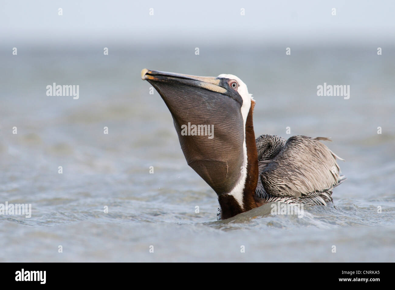 Pellicano marrone (Pelecanus occidentalis), nuoto, sollevando la sua testa di inghiottire il pesce nella sua custodia, STATI UNITI D'AMERICA, Florida, Sanibel Island Foto Stock