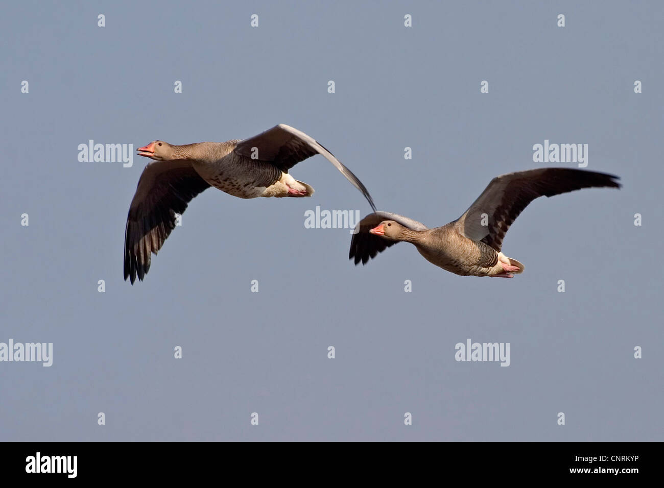 Graylag goose (Anser anser), due individui battenti, GERMANIA Baden-Wuerttemberg Foto Stock