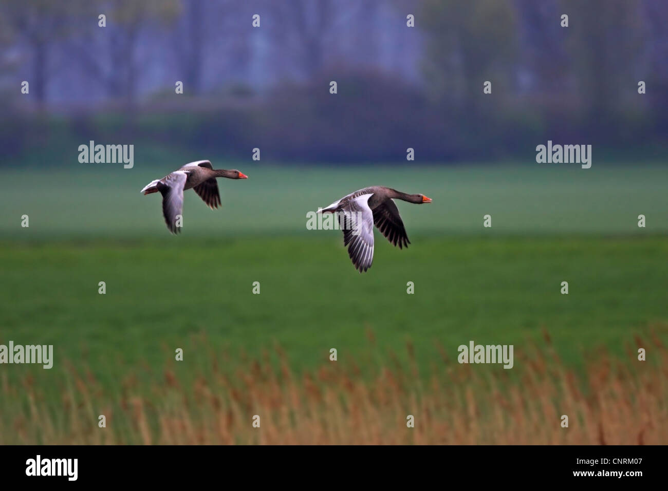 Graylag goose (Anser anser), due individui battenti, in Germania, in Renania Palatinato Foto Stock