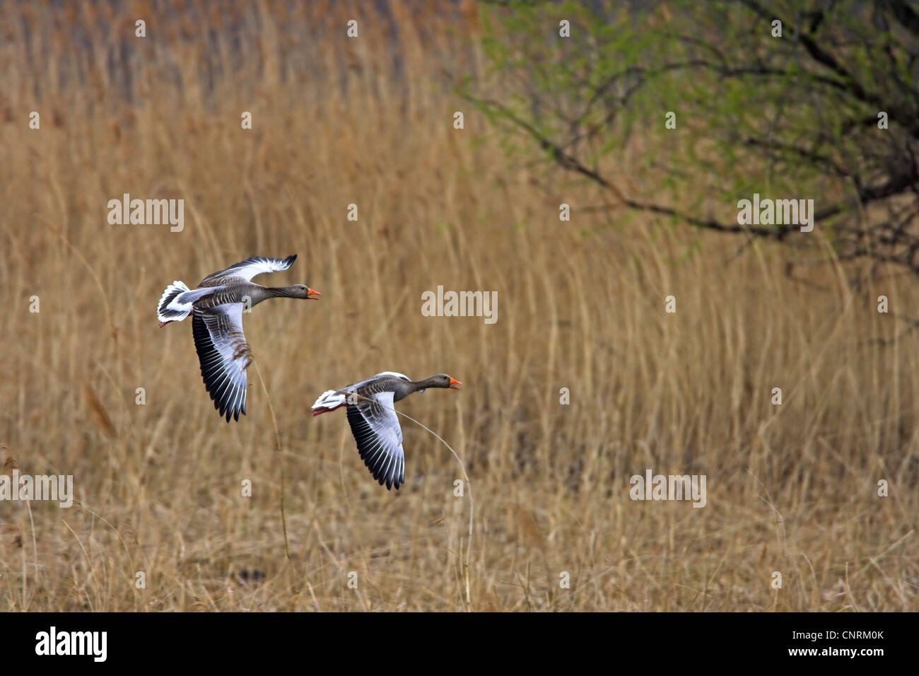 Graylag goose (Anser anser), due individui battenti, in Germania, in Renania Palatinato Foto Stock