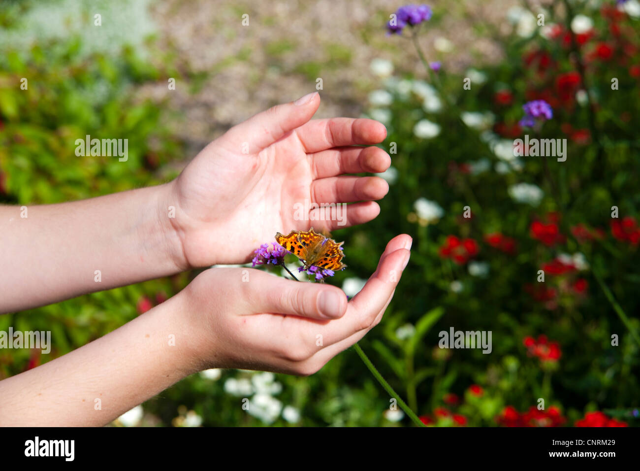 Grande Tartaruga farfalla sulla Verbena piante in un giardino inglese, REGNO UNITO Foto Stock