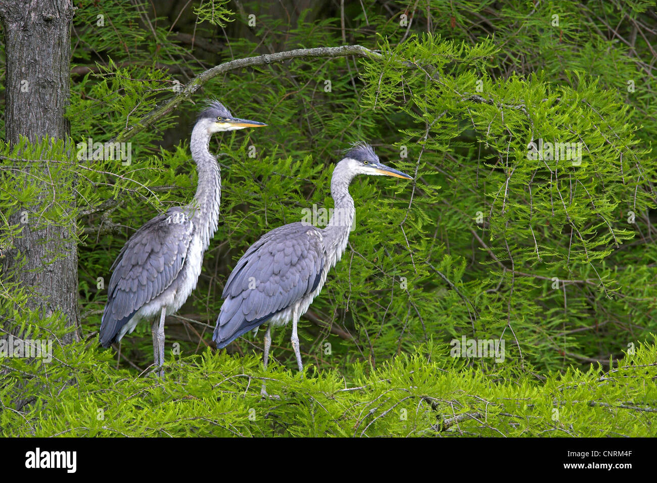 Airone cinerino (Ardea cinerea), due individui su un albero, GERMANIA Baden-Wuerttemberg Foto Stock