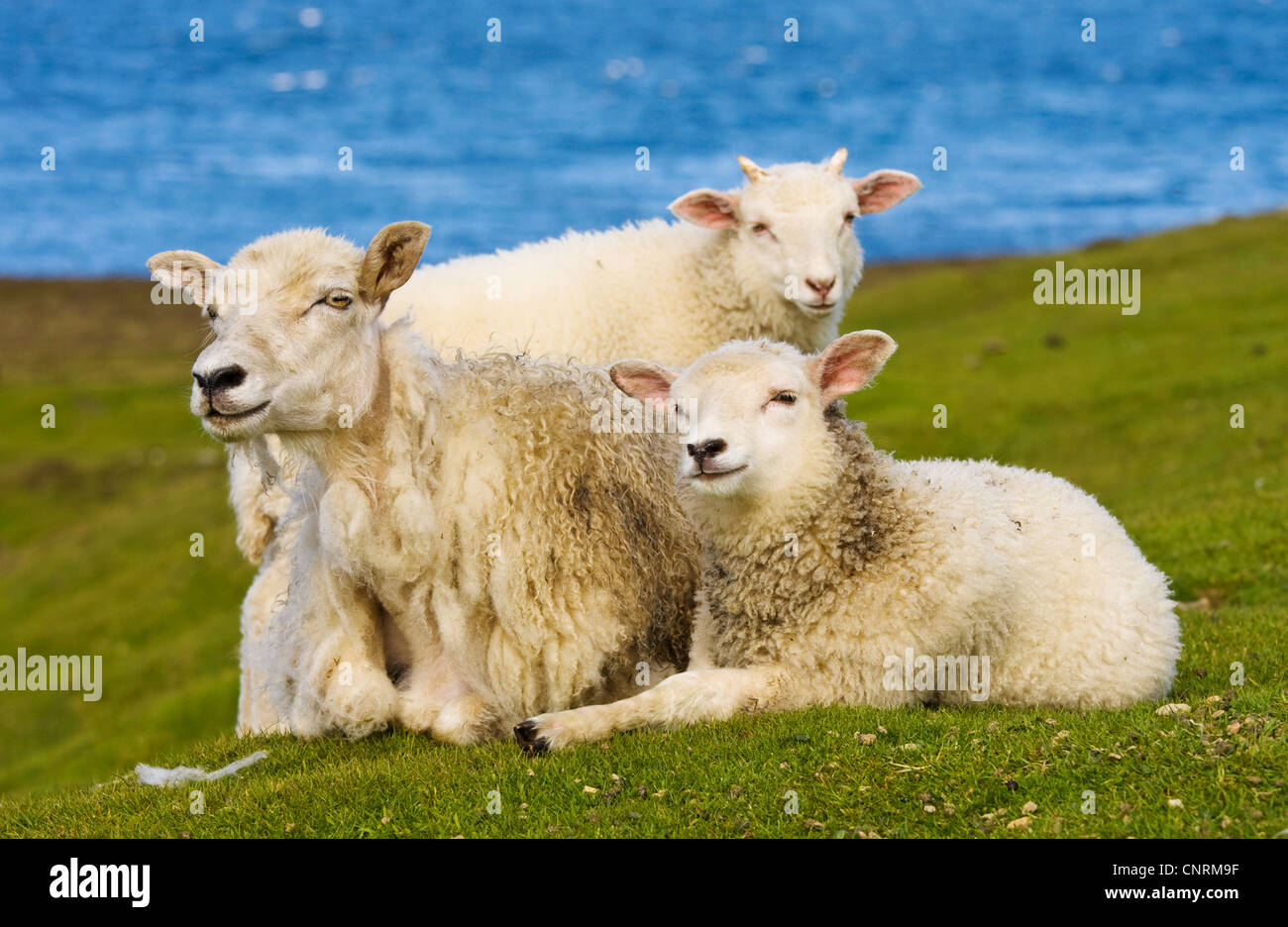Gli animali domestici delle specie ovina (Ovis ammon f. aries), madre pecora con due agnelli, Regno Unito, Scozia, isole Shetland, Fair Isle Foto Stock