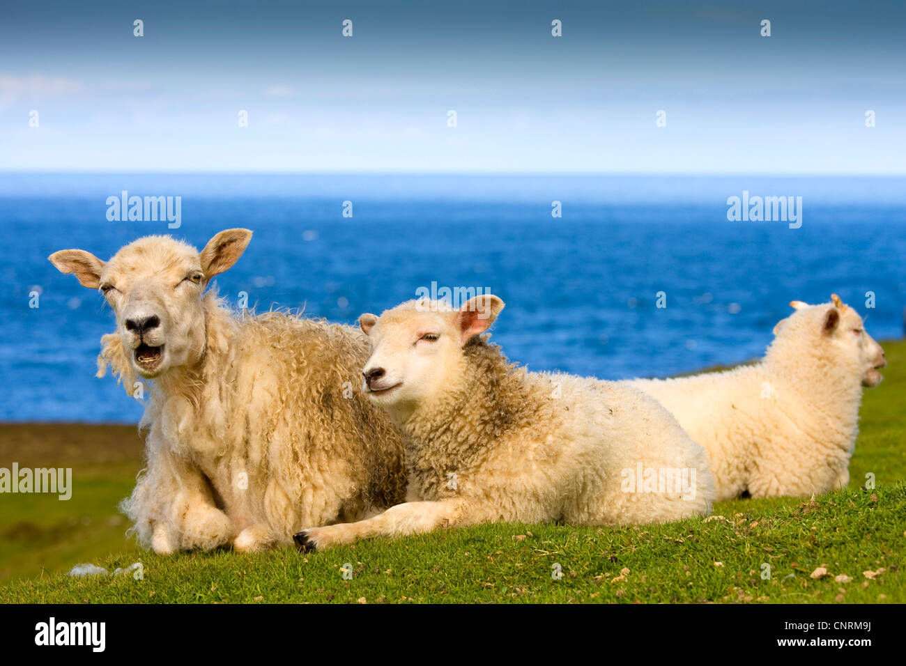 Gli animali domestici delle specie ovina (Ovis ammon f. aries), madre pecora con due agnelli, Regno Unito, Scozia, isole Shetland, Fair Isle Foto Stock