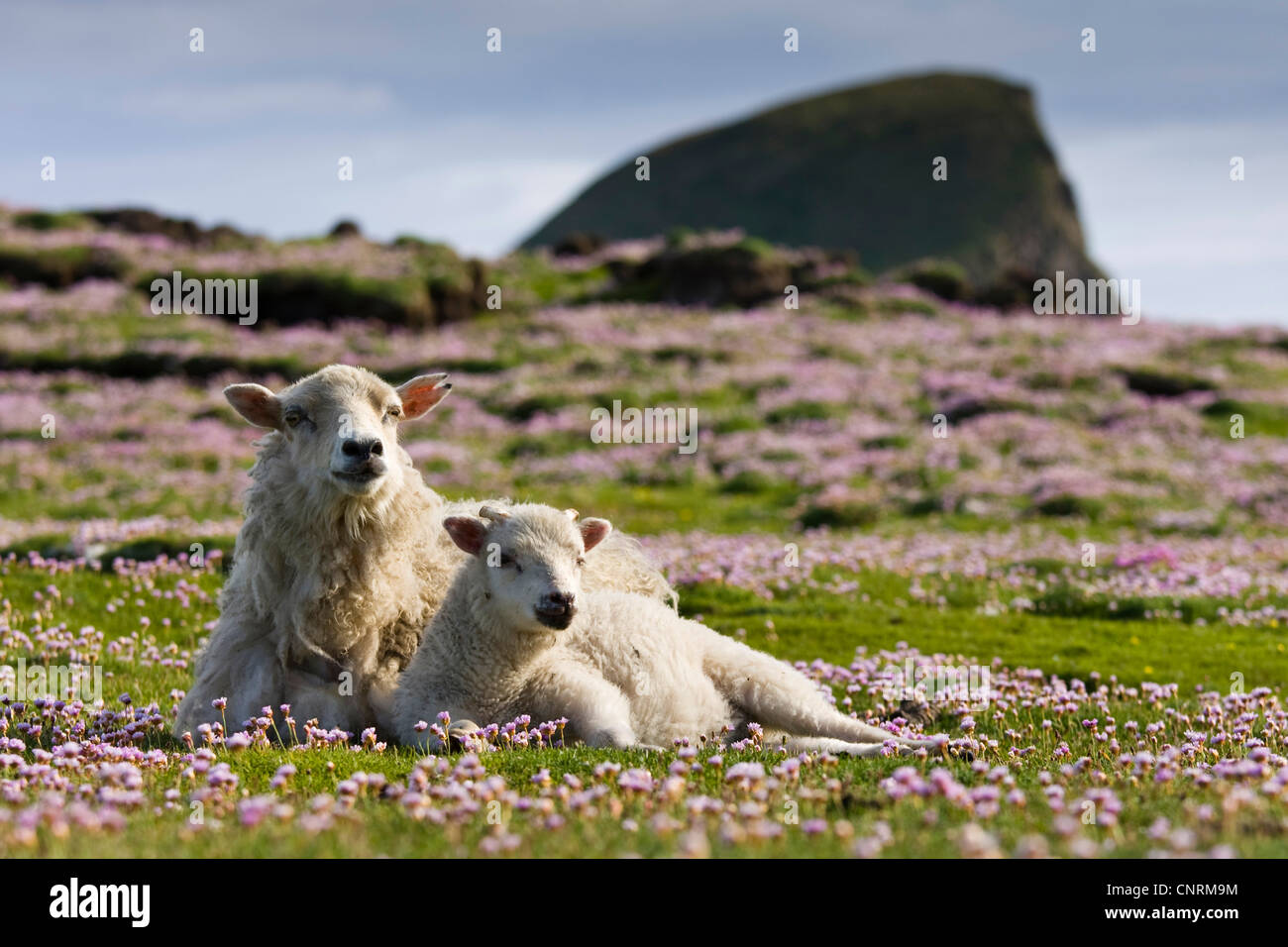 Gli animali domestici delle specie ovina (Ovis ammon f. aries), madre Pecora con agnello, Regno Unito, Scozia, isole Shetland, Fair Isle Foto Stock