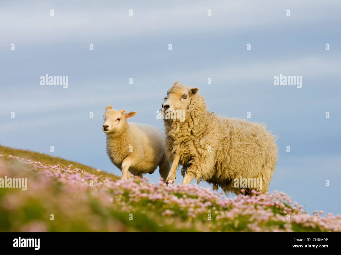 Gli animali domestici delle specie ovina (Ovis ammon f. aries), madre Pecora con agnello, Regno Unito, Scozia, isole Shetland, Fair Isle Foto Stock