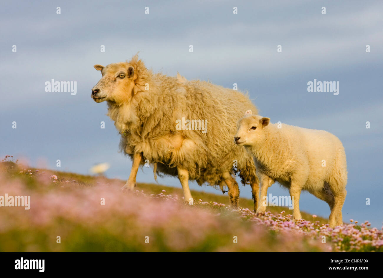 Gli animali domestici delle specie ovina (Ovis ammon f. aries), madre Pecora con agnello, Regno Unito, Scozia, isole Shetland, Fair Isle Foto Stock
