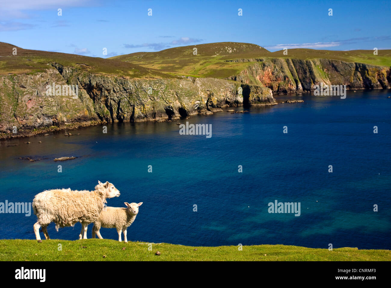 Gli animali domestici delle specie ovina (Ovis ammon f. aries), madre Pecora con agnello alla cliff linea di Fair Isle, Regno Unito, Scozia, isole Shetland, Fair Isle Foto Stock