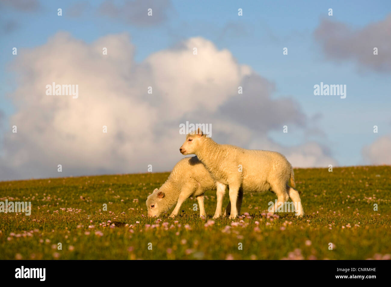 Gli animali domestici delle specie ovina (Ovis ammon f. aries), due agnello su un prato in luce della sera, Regno Unito, Scozia, Shetland-Inseln, Fair Isle Foto Stock
