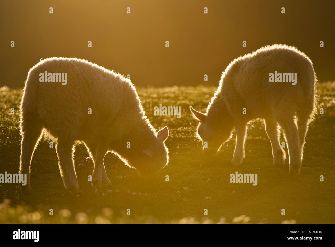 Gli animali domestici delle specie ovina (Ovis ammon f. aries), due agnello su un prato in luce della sera, Regno Unito, Scozia, isole Shetland, Fair Isle Foto Stock