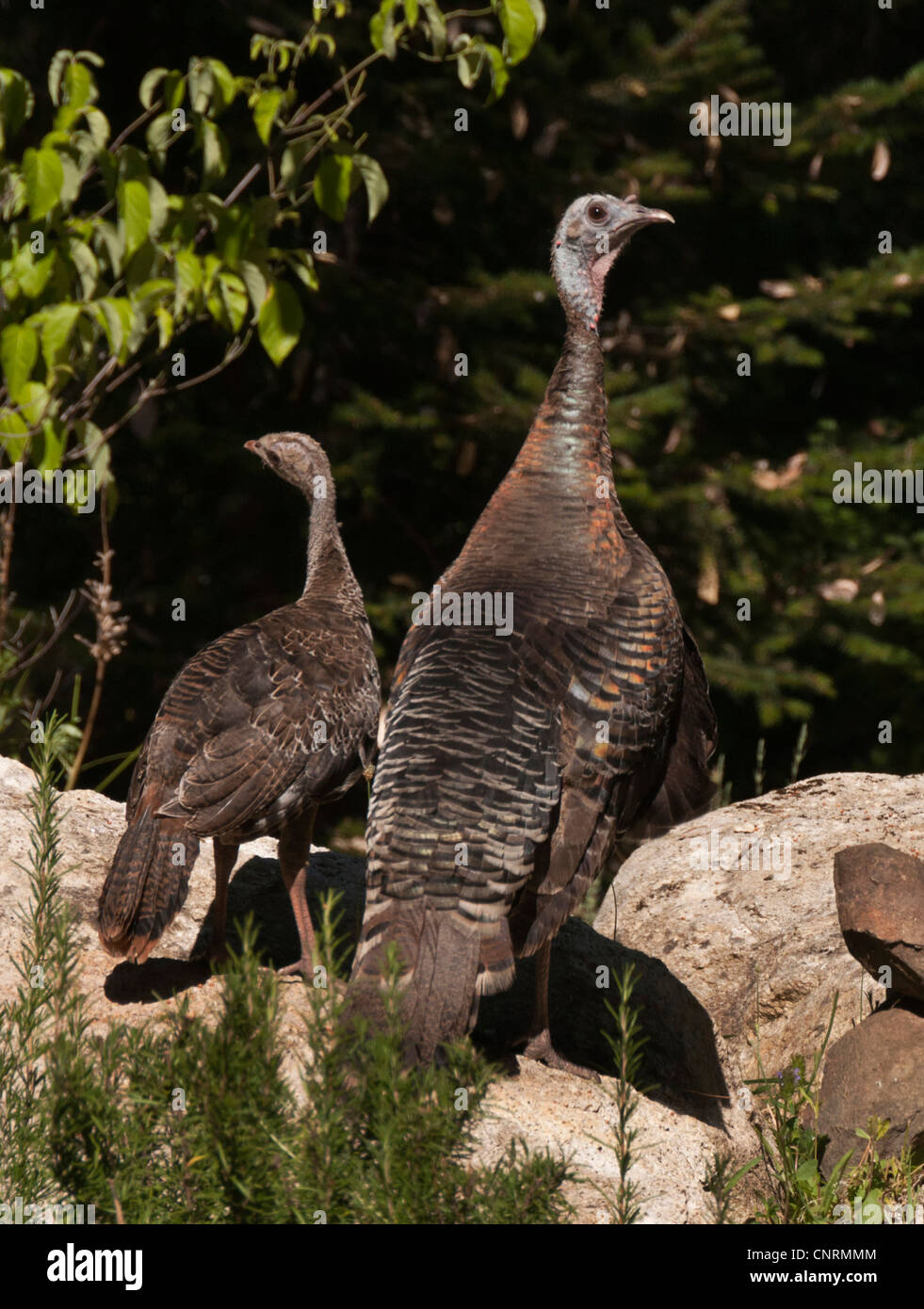 Il tacchino selvatico gallina e pulcino, gamebird più grande in Nord America Sierra Foothills California Foto Stock