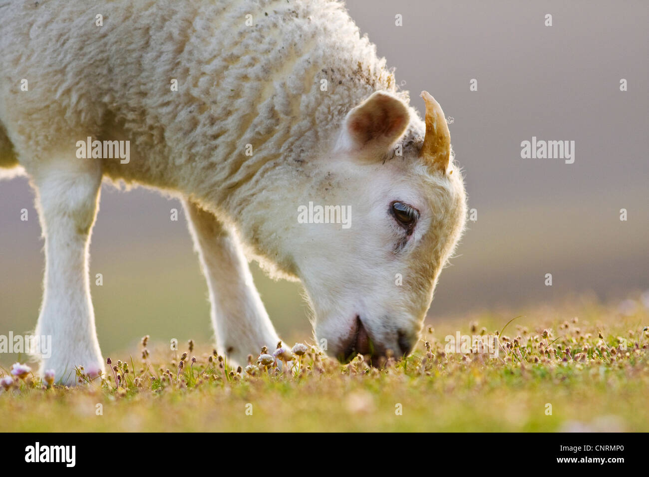 Gli animali domestici delle specie ovina (Ovis ammon f. aries), maschio pascolo di agnello, ritratto, Regno Unito, Scozia, isole Shetland, Fair Isle Foto Stock