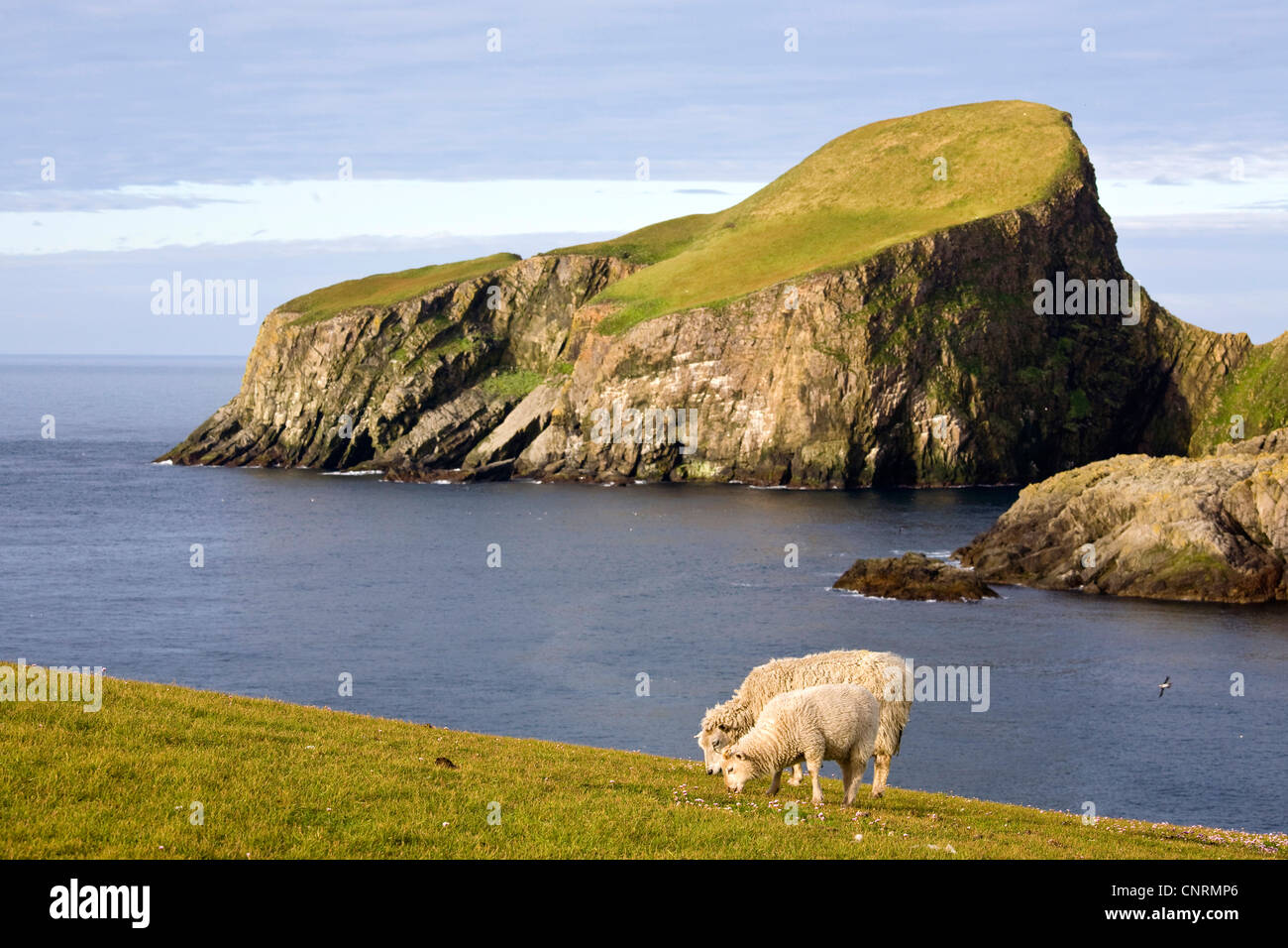 Gli animali domestici delle specie ovina (Ovis ammon f. aries), ovini femmine e di agnello alla costa di Fair Isle, sullo sfondo delle pecore Rock, Regno Unito, Scozia, isole Shetland, Fair Isle Foto Stock