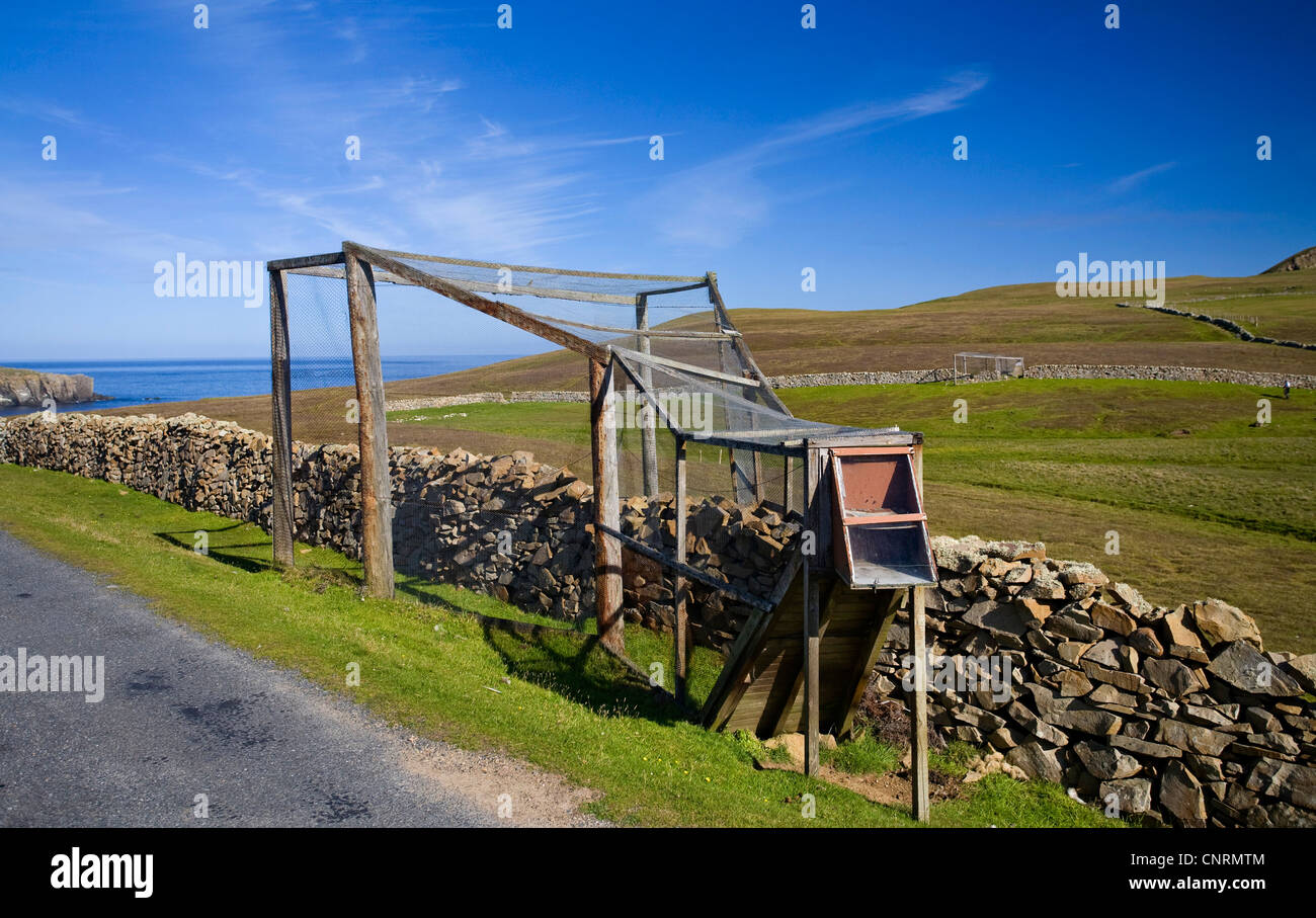 Bird trappola per la cattura di uccelli sond, Regno Unito, Scozia, isole Shetland, Fair Isle Foto Stock