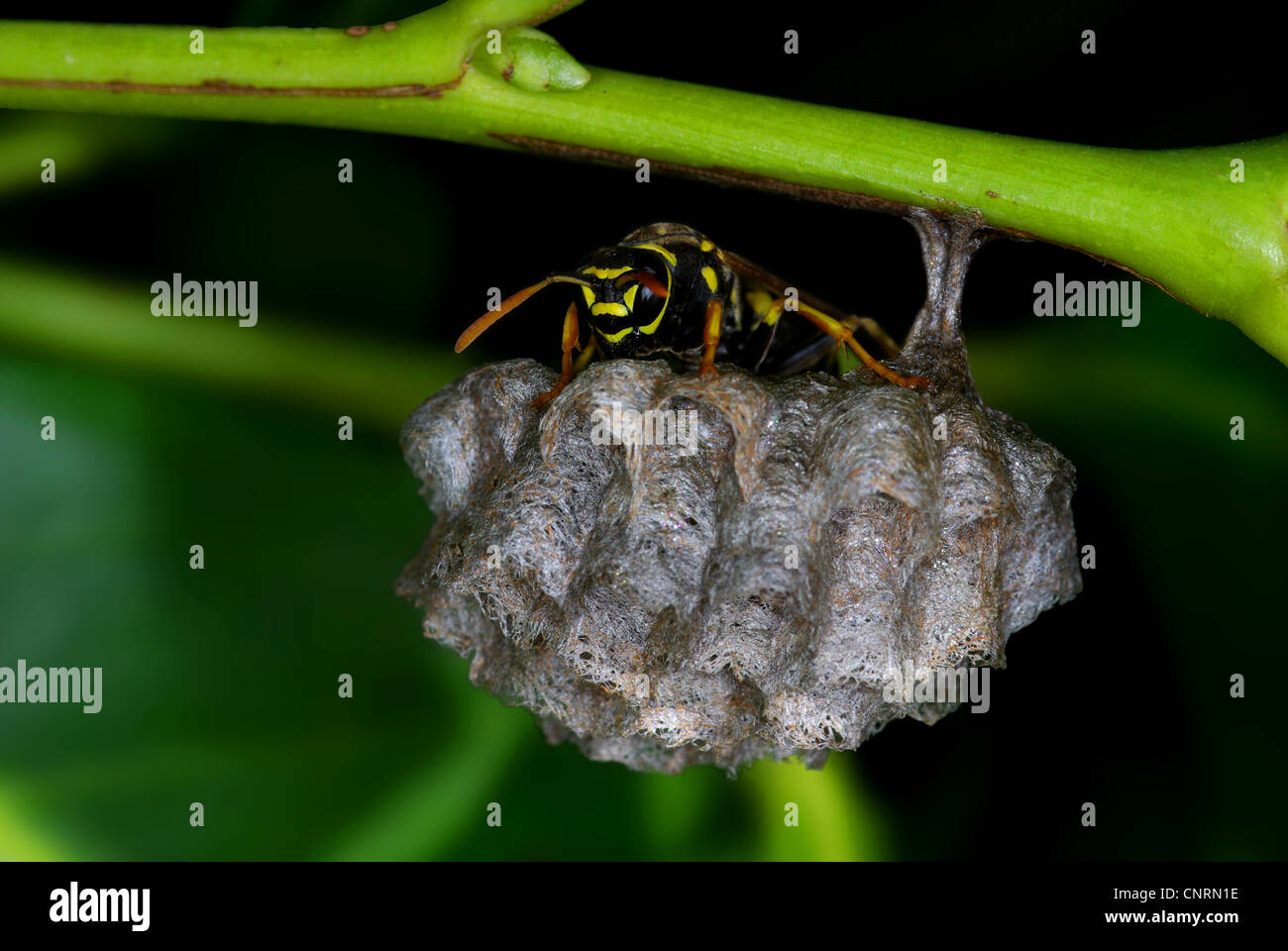 Polistes wasp custodisce il suo nido Foto Stock