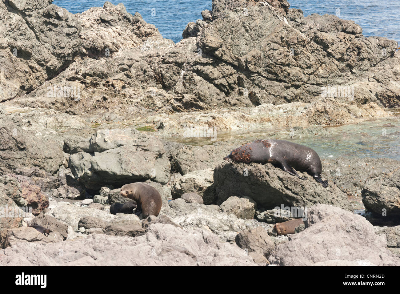 Nuova Zelanda le foche, Arctocephalus forsteri (kekeno in Maori) a Cape Palliser, sull'Isola Settentrionale della Nuova Zelanda Foto Stock