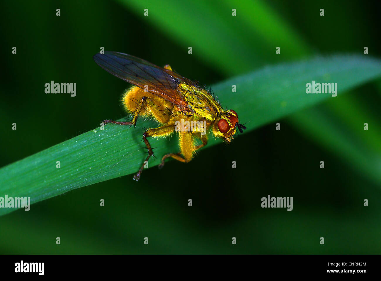 Sterco giallo fly (Scatophaga stercoraria) Foto Stock