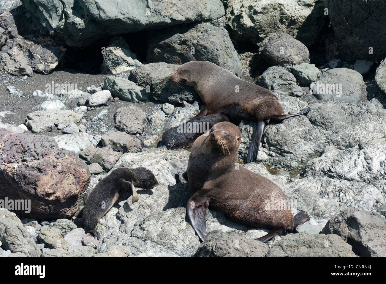 Nuova Zelanda le foche, Arctocephalus forsteri (kekeno in Maori) a Cape Palliser, sull'Isola Settentrionale della Nuova Zelanda Foto Stock