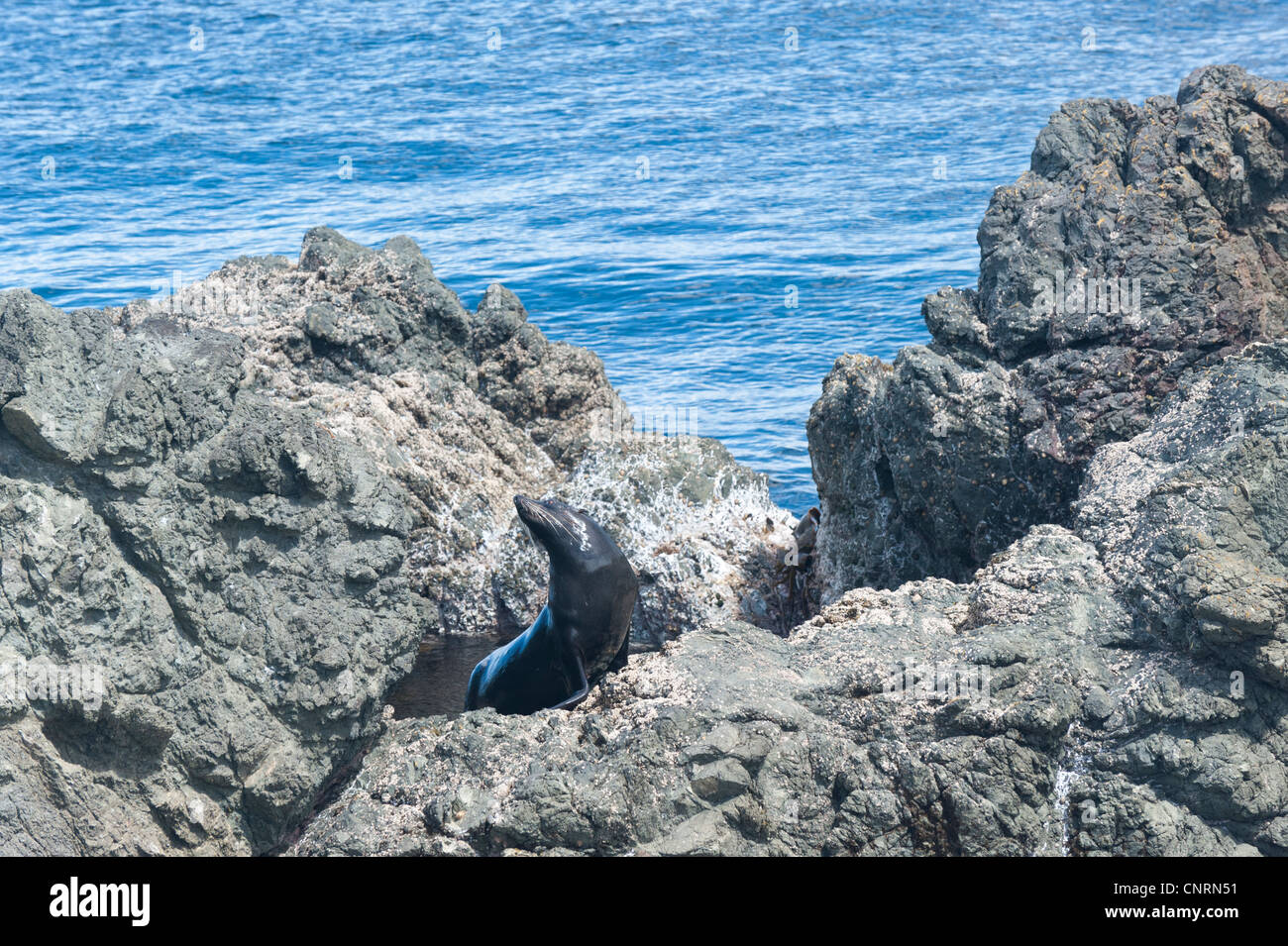 Nuova Zelanda le foche, Arctocephalus forsteri (kekeno in Maori) a Cape Palliser, sull'Isola Settentrionale della Nuova Zelanda Foto Stock