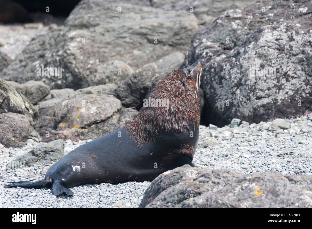 Nuova Zelanda le foche, Arctocephalus forsteri (kekeno in Maori) a Cape Palliser, sull'Isola Settentrionale della Nuova Zelanda Foto Stock