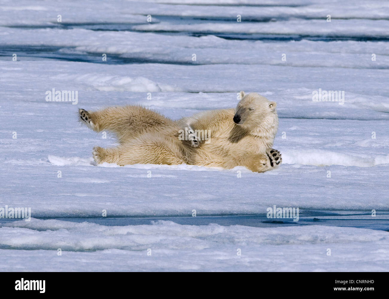 Orso polare (Ursus maritimus), laminazione individuale su ghiaccio floes a Hornsund, Norvegia Isole Svalbard, Hornsund Foto Stock