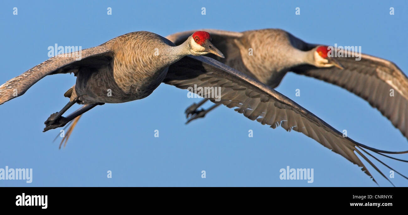 Sandhill gru (Grus canadensis), due individui battenti, STATI UNITI D'AMERICA, Florida, Joe cavalcavia sbarco Foto Stock