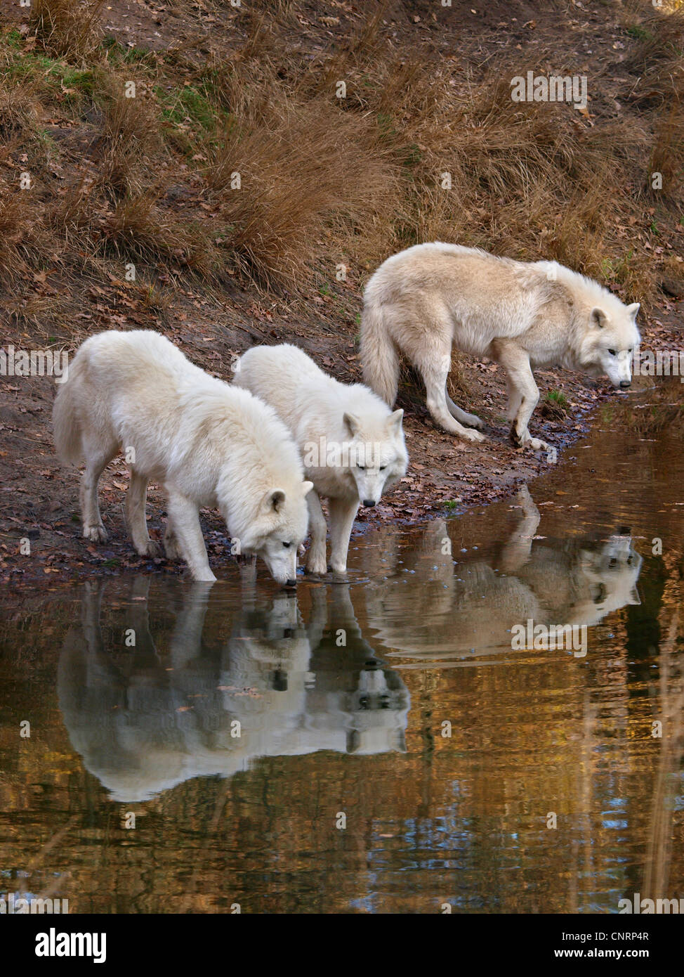 Arctic Wolf, tundra lupo (Canis lupus albus), tre individui all'acqua Foto Stock