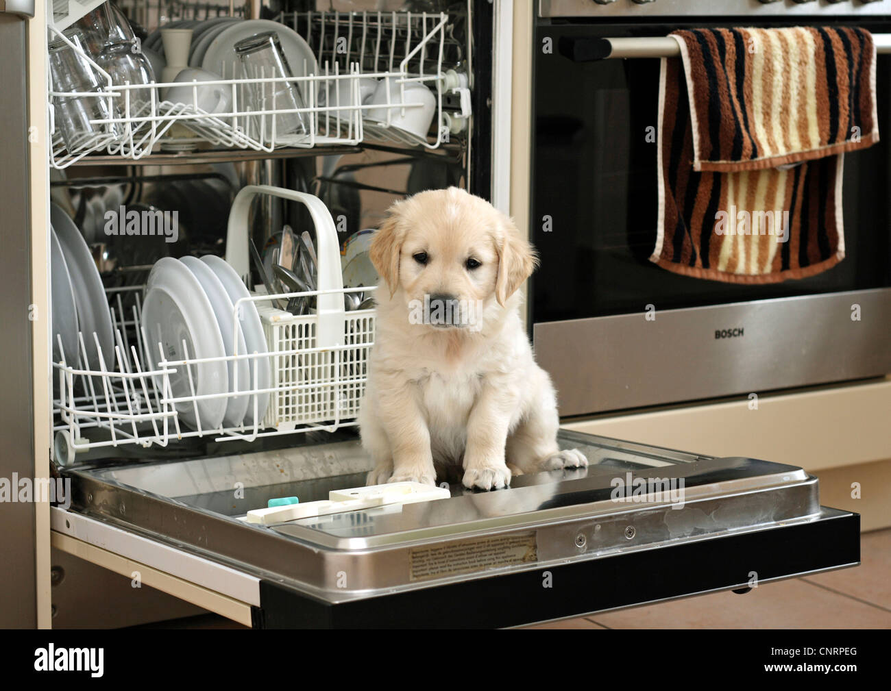 Golden Retriever (Canis lupus f. familiaris), sei settimane vecchio cucciolo siede sulla porta aperta di una lavastoviglie Foto Stock