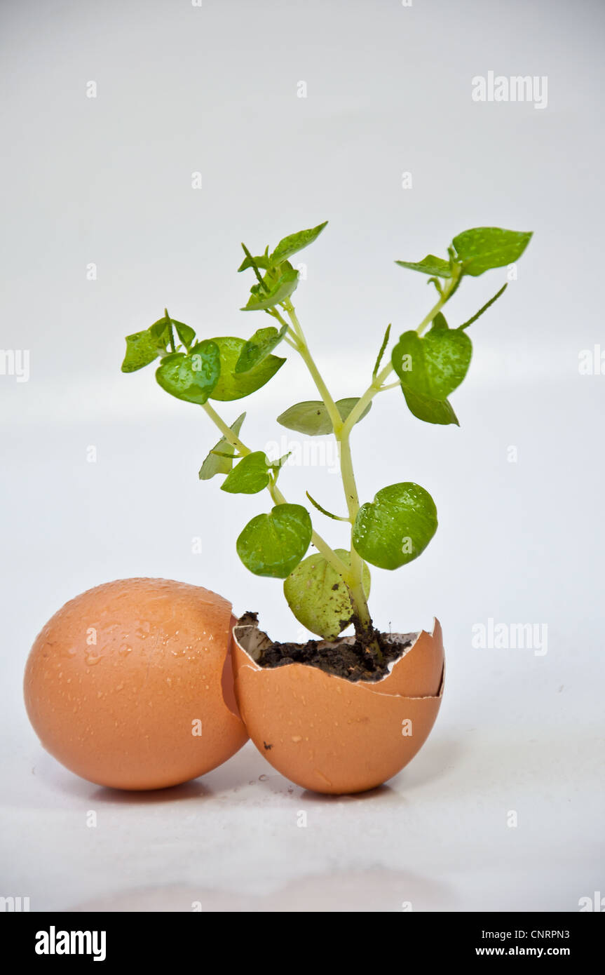 Albero per ambiente Foto Stock