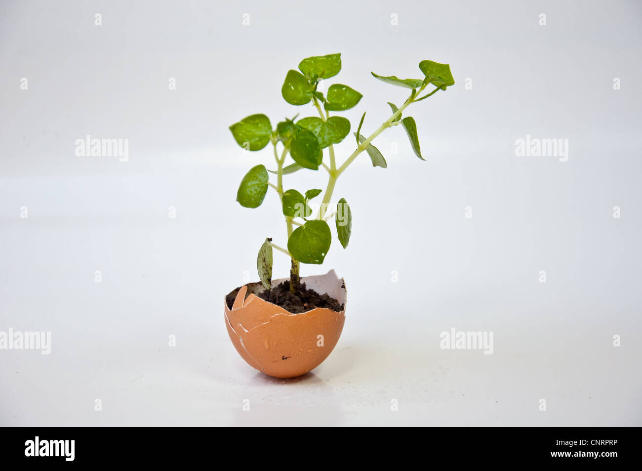 Albero per ambiente Foto Stock