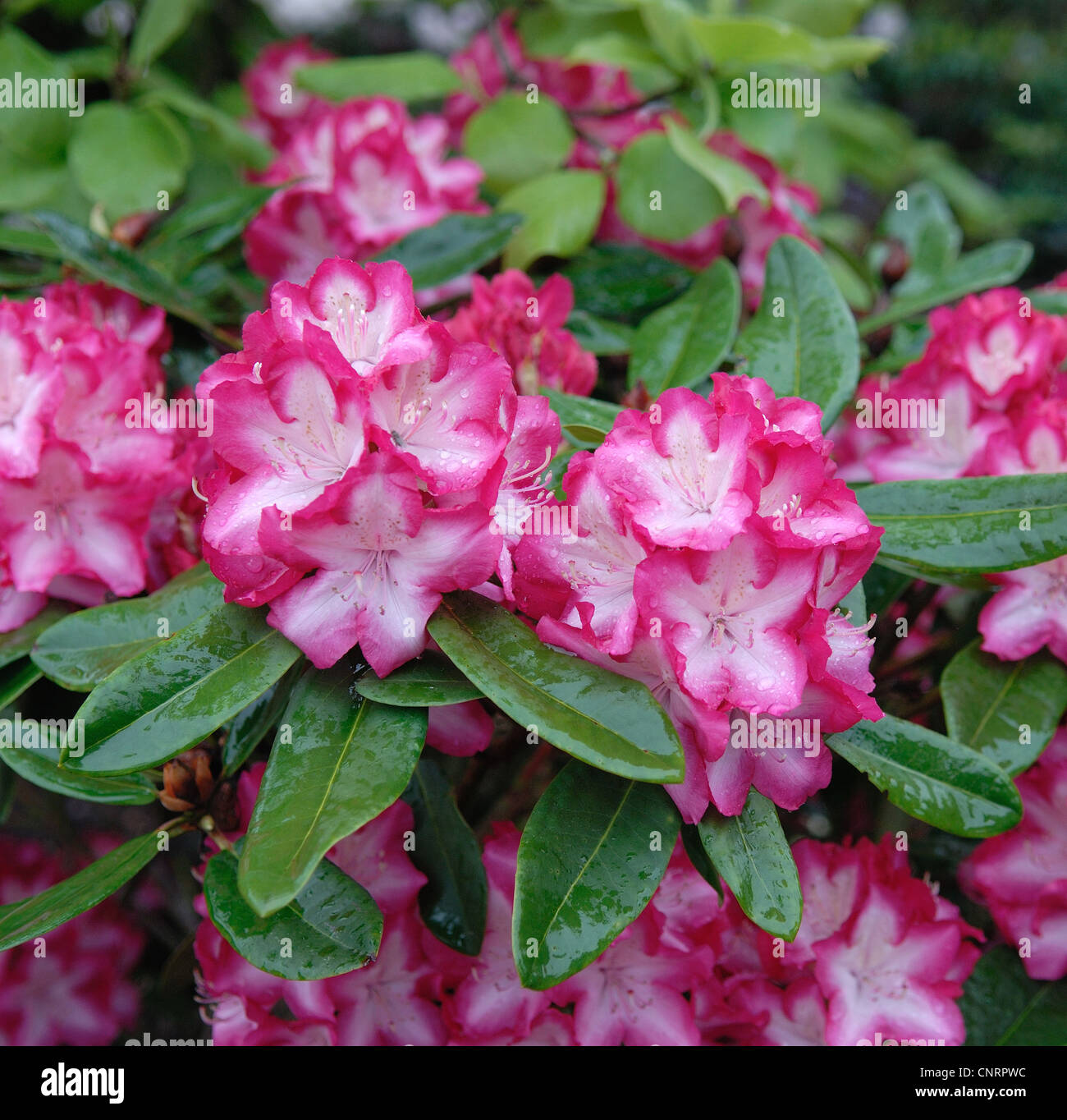 Rhododendron (Rhododendron 'eruzione', rododendro eruzione), cultivar eruzione, fioritura Foto Stock