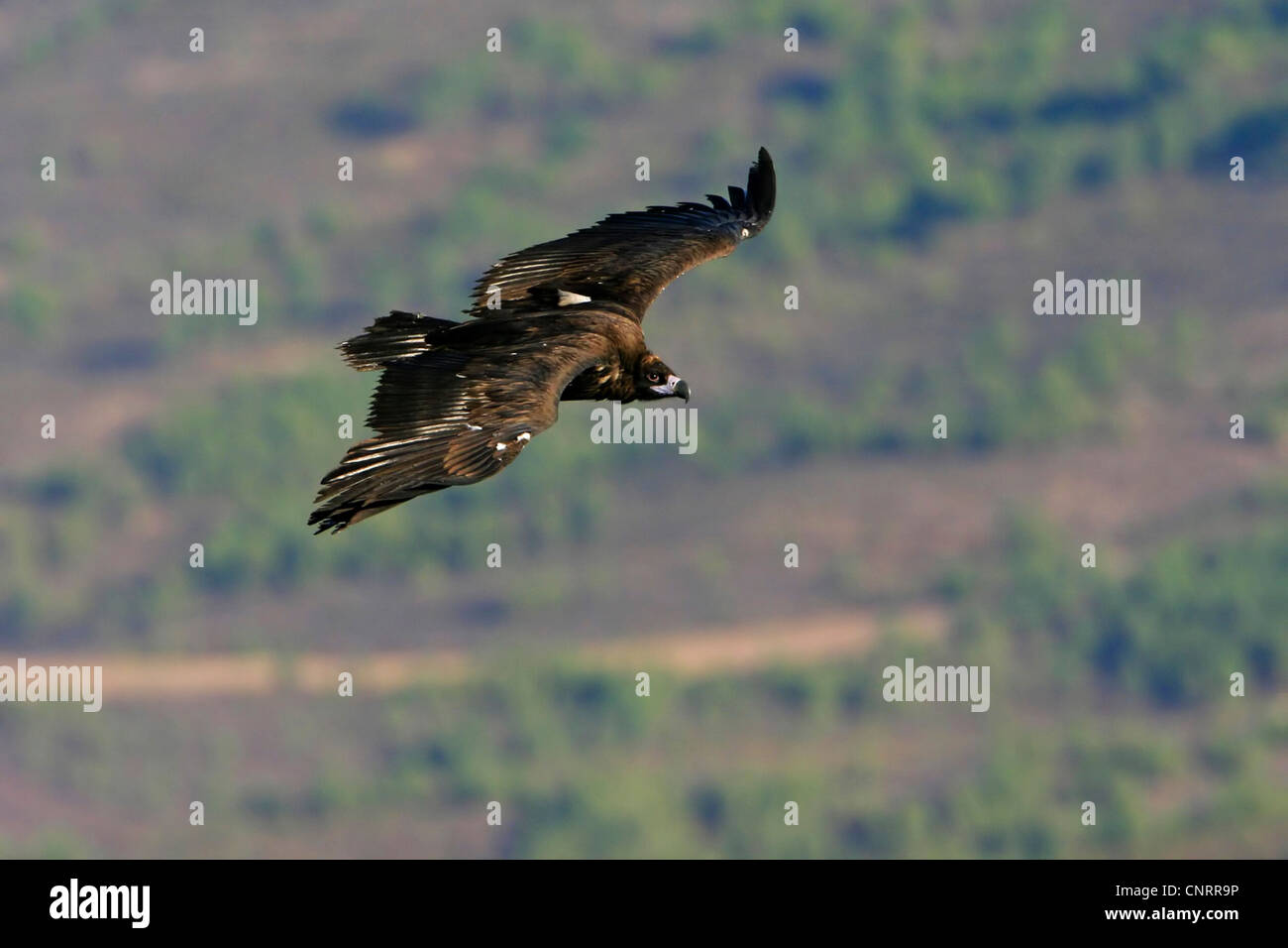 Cinereous vulture (Aegypius monachus), volare, Spagna Estremadura Foto Stock