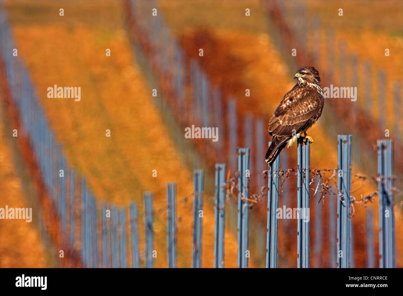 Eurasian poiana (Buteo buteo), seduto su un post in un vigneto, Germania, Hesse Foto Stock Eurasian poiana (Buteo buteo), seduto su un post in un vigneto, Germania, Hesse Foto Stock