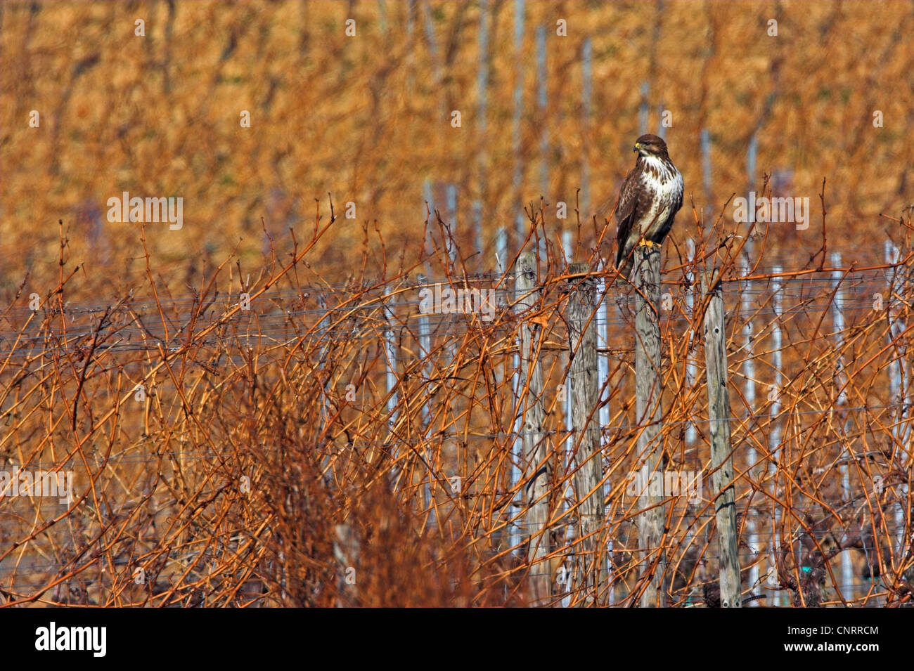 Eurasian poiana (Buteo buteo), seduto su un post in un vigneto, Germania, Hesse Foto Stock Eurasian poiana (Buteo buteo), seduto su un post in un vigneto, Germania, Hesse Foto Stock
