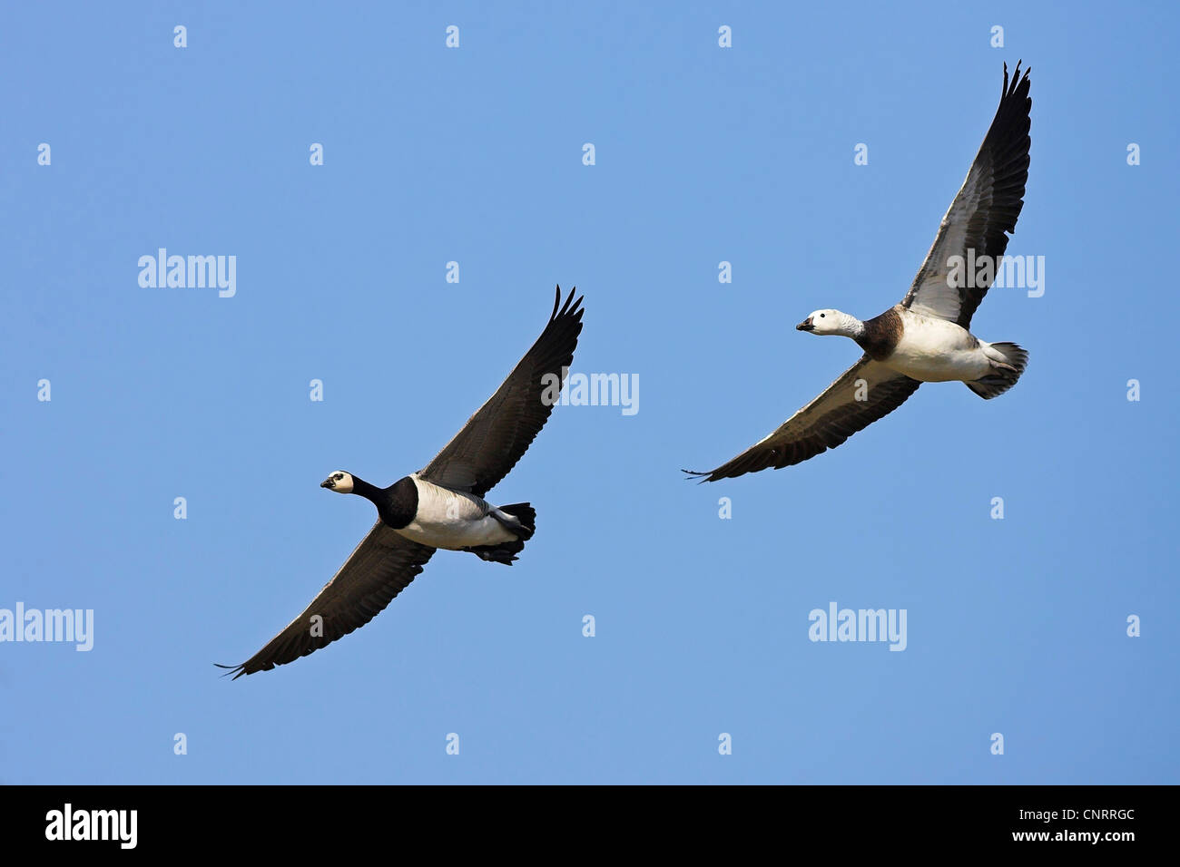 Barnacle goose (Branta leucopsis), due individui in volo, Paesi Bassi, Texel Foto Stock